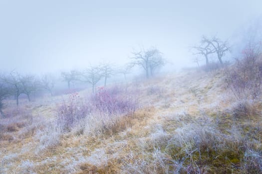 Rimy hassocks on a misty meadow orchard with a rosebush and bald apple trees