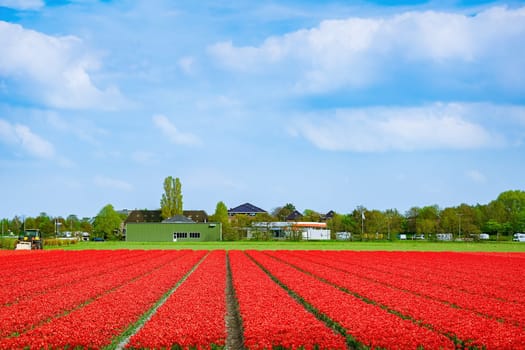 Field of red tulips in the Netherlands