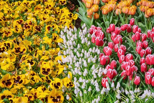 Muscari Armeniacum, Pansies and Tulips Flowerbed in the Park