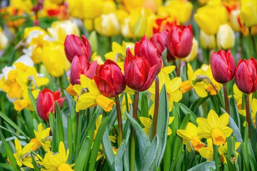 Narcissus and Tulips Flowerbed. Spring in the Netherlands