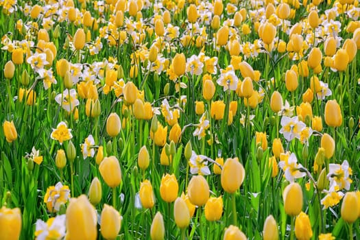 Narcissus and Tulips Flowerbed. Spring in the Netherlands