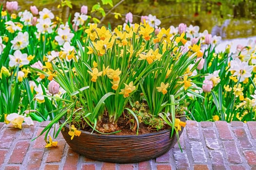 Yellow narcissus in a flower pot