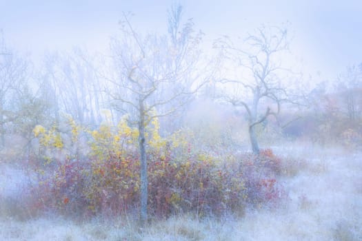 Rimy hassocks on a misty meadow orchard with a rosebush and bald apple trees
