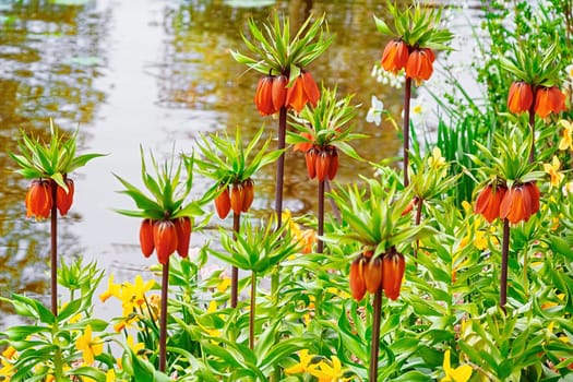 Flowers on the bank of the river