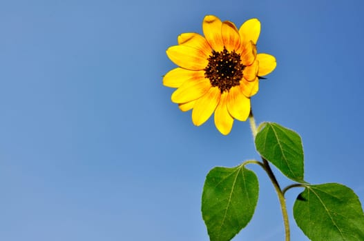 Sunflowers, blooming sunflower on a background blue sky.