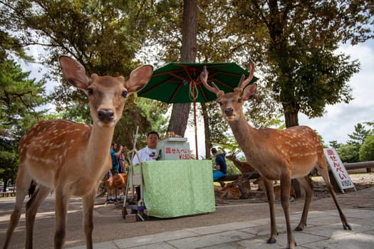 Nara, Japan- 6 Aug, 2015: Young deer in the park Nara Park. Nara KPark is a large park in central Nara and it is the location of many of Nara`s main attractions