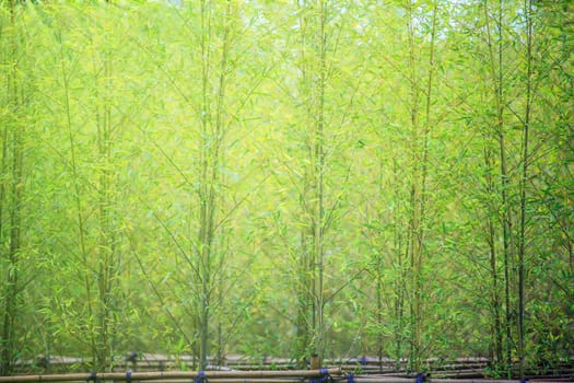 The bamboo forest light with the sun and show the nice green style
