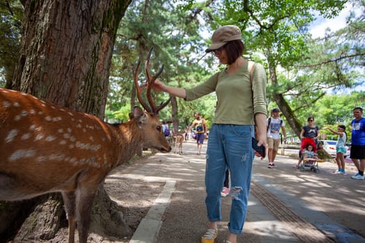 Nara, Japan- 6 Aug, 2015: Young deer in the park Nara Park. Nara KPark is a large park in central Nara and it is the location of many of Nara`s main attractions