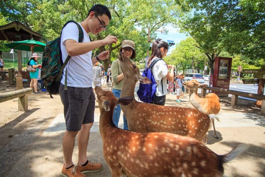 Nara, Japan- 6 Aug, 2015: Young deer in the park Nara Park. Nara KPark is a large park in central Nara and it is the location of many of Nara`s main attractions