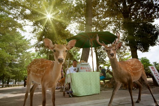 Nara, Japan- 6 Aug, 2015: Young deer in the park Nara Park. Nara KPark is a large park in central Nara and it is the location of many of Nara`s main attractions