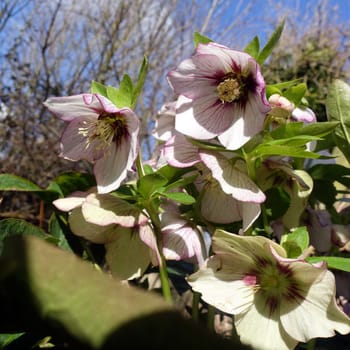 Christmas rose or black hellebore (Helleborus niger) - flowering plant