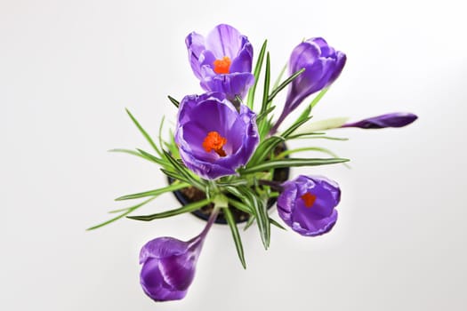 Isolated view of purple crocus flowers looking down.