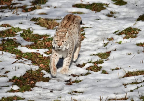 Lynx in winter