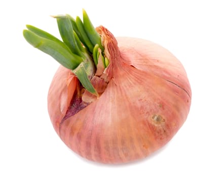 onions with their germs on white background