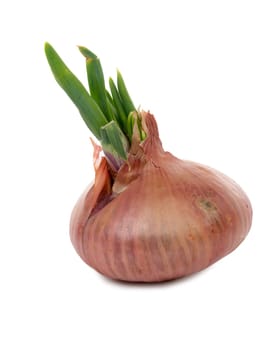 onion with their germs on white background