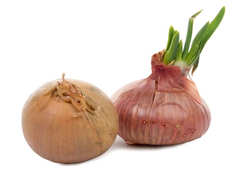 onions with their germs on white background