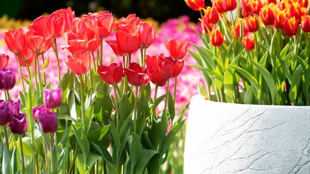 The Beautiful tulips flower in tulip field at winter or spring day