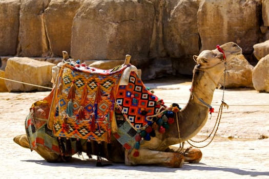 Camel lay with traditional Bedouin saddle in Egypt.