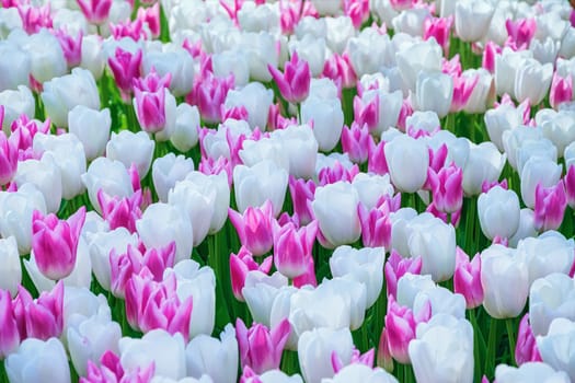 Flowerbed of tulips in the garden. Springtime in Netherlands