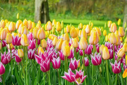Flowerbed of tulips in the garden. Springtime in Netherlands