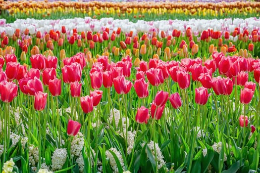 Flowerbed of tulips in the garden. Springtime in Netherlands