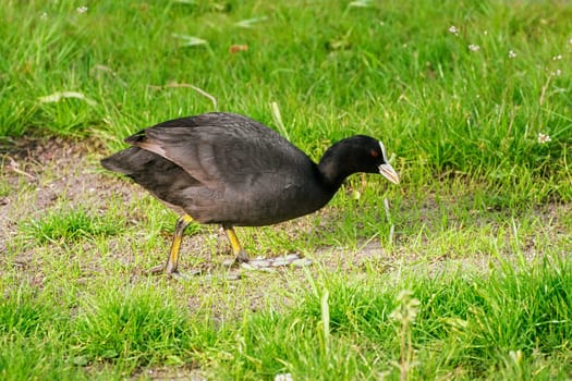 Eurasian coot (Fulica atra) at the shore