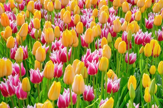 Flowerbed of tulips in the garden. Springtime in Netherlands