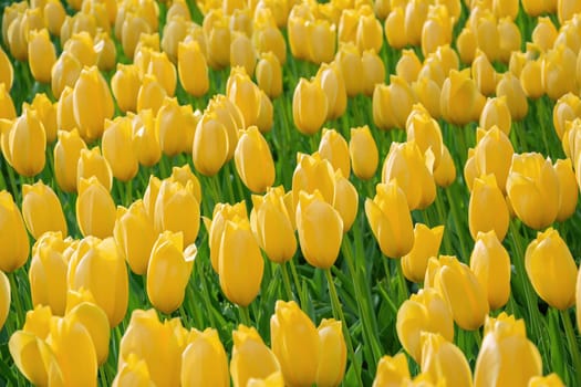 Flowerbed of tulips in the garden. Springtime in Netherlands