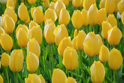 Flowerbed of yellow tulips in the garden. Springtime in Netherlands