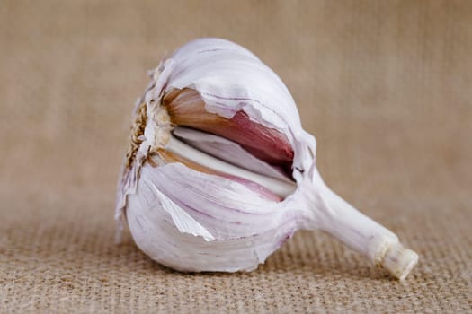 Head of fresh garlic on burlap without a single clove
