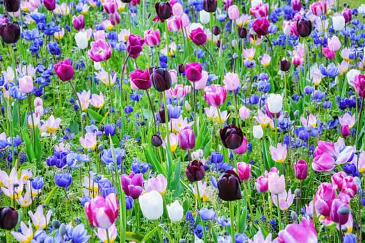 Flowerbed of tulips in the garden. Springtime in Netherlands