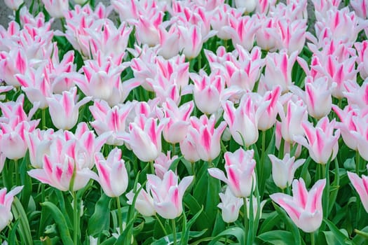 Flowerbed of tulips in the garden. Springtime in Netherlands