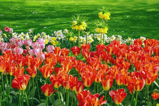 Flowerbed of tulips in the garden. Springtime in Netherlands