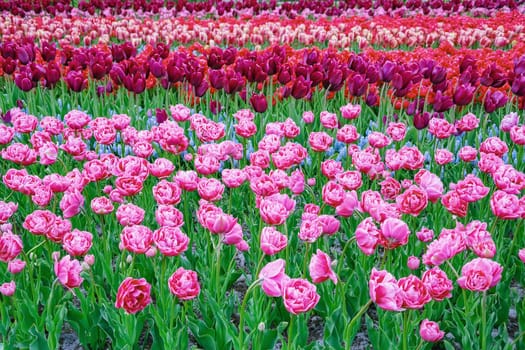 Flowerbed of tulips in the garden. Springtime in Netherlands