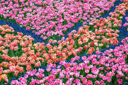 Flowerbed of tulips in the garden. Springtime in Netherlands