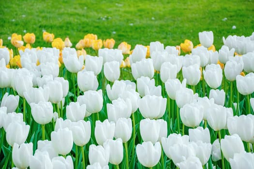 Flowerbed of tulips in the garden. Springtime in Netherlands