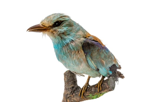 Stuffed, colorful blue rag sits on a branch isolated on white