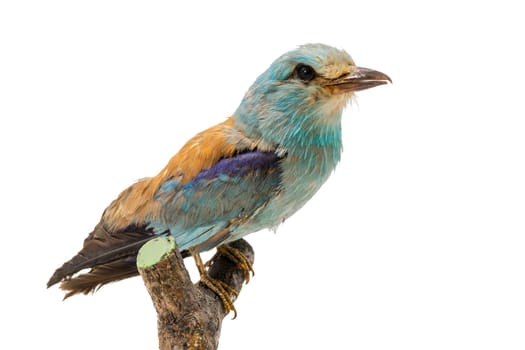Stuffed, colorful blue rag sits on a branch isolated on white