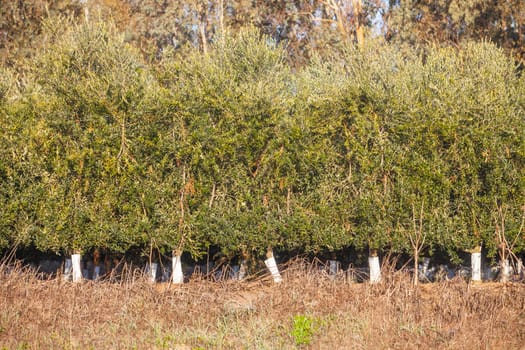 Line of Intensive olive trees plantation, young plants. Extremadura, Spain