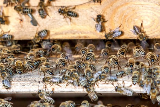 Queen bee - Beekeeping in the Czech Republic - honey bee, details of hive, honeycombs and bees, macro shot