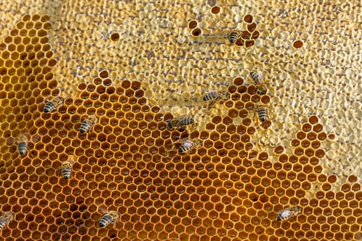 Queen bee - Beekeeping in the Czech Republic - honey bee, details of hive, honeycombs and bees, macro shot
