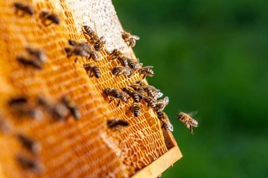 Queen bee - Beekeeping in the Czech Republic - honey bee, details of hive, honeycombs and bees, macro shot