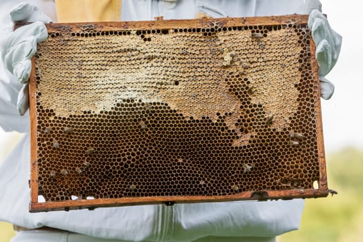 Queen bee - Beekeeping in the Czech Republic - honey bee, details of hive, honeycombs and bees, macro shot