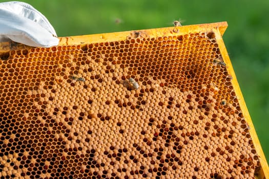 Queen bee - Beekeeping in the Czech Republic - honey bee, details of hive, honeycombs and bees, macro shot