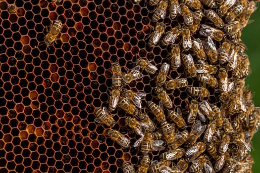 Queen bee - Beekeeping in the Czech Republic - honey bee, details of hive, honeycombs and bees, macro shot