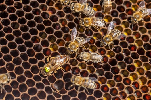 Queen bee - Beekeeping in the Czech Republic - honey bee, details of hive, honeycombs and bees, macro shot