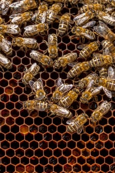 Queen bee - Beekeeping in the Czech Republic - honey bee, details of hive, honeycombs and bees, macro shot