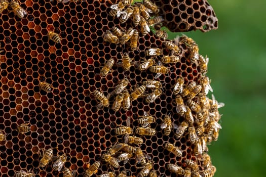 Queen bee - Beekeeping in the Czech Republic - honey bee, details of hive, honeycombs and bees, macro shot