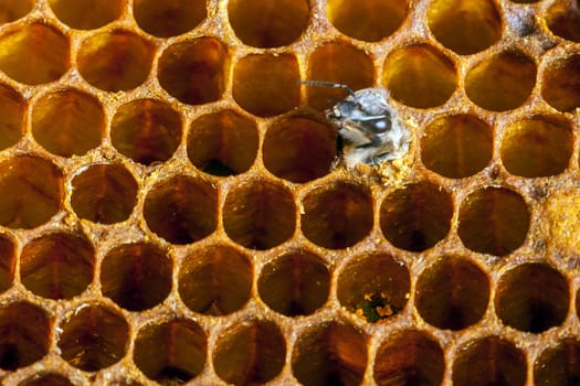 Queen bee - Beekeeping in the Czech Republic - honey bee, details of hive, honeycombs and bees, macro shot