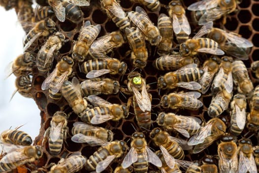 Queen bee - Beekeeping in the Czech Republic - honey bee, details of hive, honeycombs and bees, macro shot